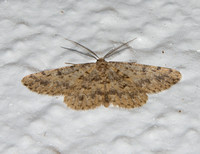 Geometrid moth - unidentified sp.