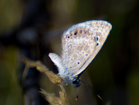 Butterfly - Family Lycaenidae