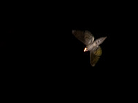 Large Moth under the light at Cataviña