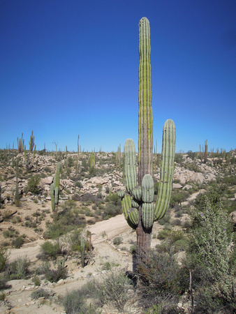 Cardón cactus - Pachycereus pringlei