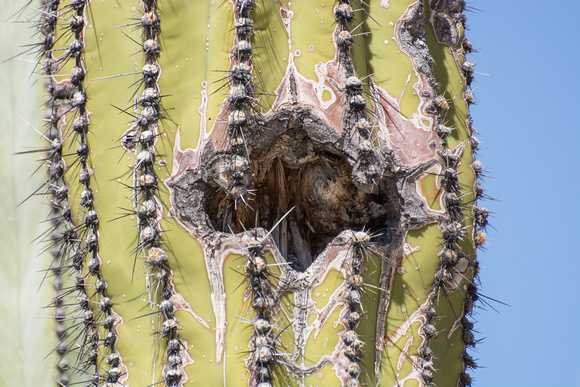Cardón cactus - Pachycereus pringlei