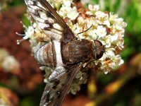 Bee fly 1 - Nyia gazophylax