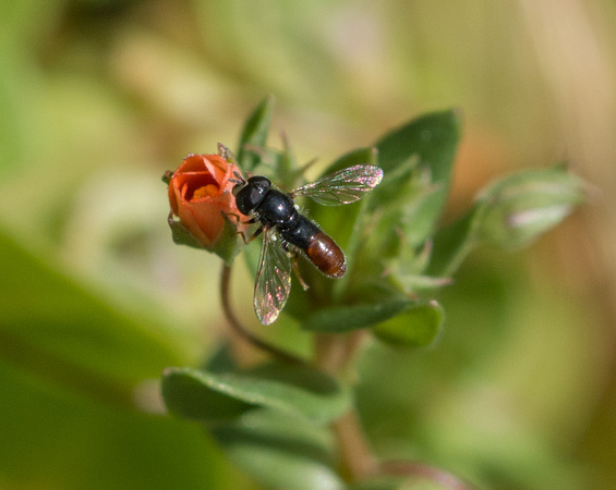 Little blood-red flower fly - Paragus haemorrhous