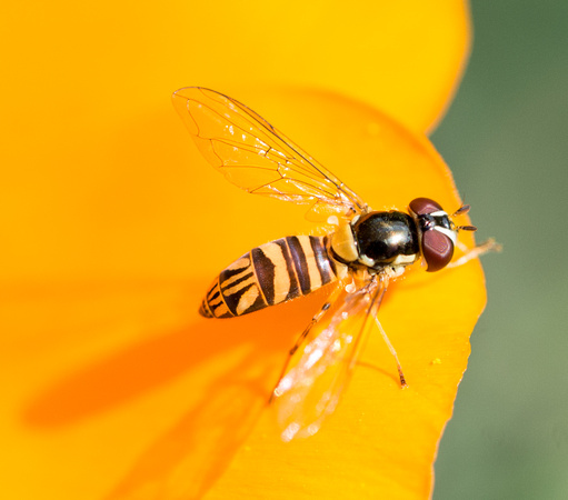 Flower fly - Allograpta obliqua