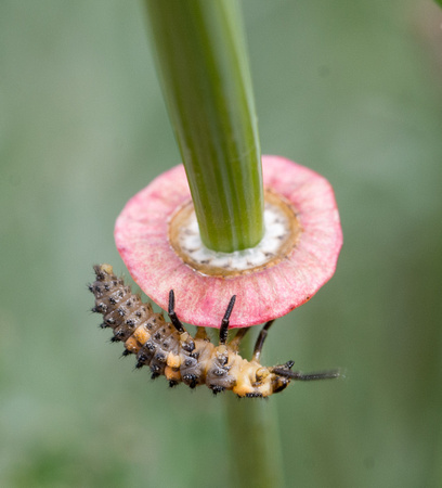 Lady beetle - unidentified sp. (larva)
