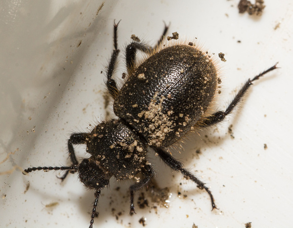 Woolly darkling beetle - Eleodes osculans