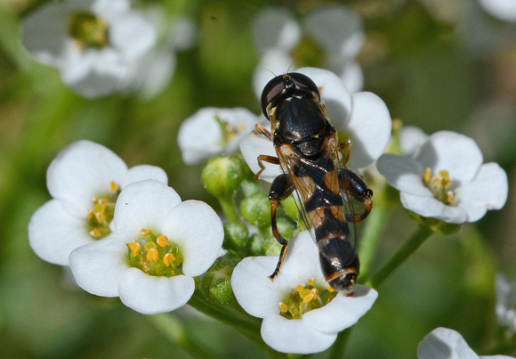 Flower fly - Syritta pipiens