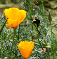 Yellow-faced bumble bee - Bombus (Pyrobombus) vosnesenskii