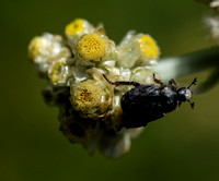Small scarab beetle