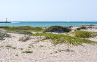 Sand dune habitat