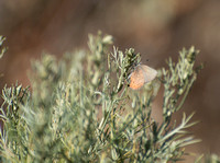 Brown Elfin - Callophrys augustinus