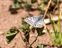 White checkered-skipper - Burnsius albescens