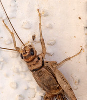 Tropical house cricket - Gryllodes supplicans