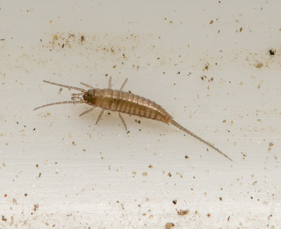 Bristletail - unidentified sp. (early stage)