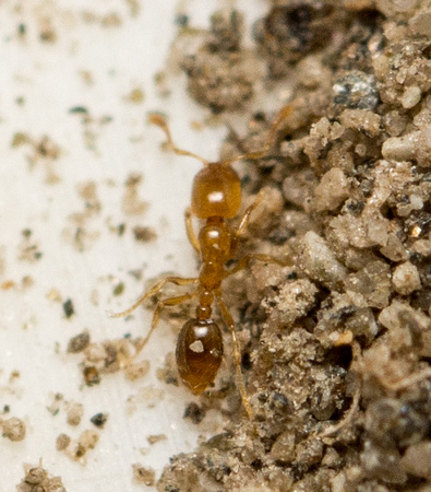 Thief ant - Solenopsis molesta