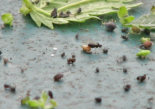 Aphid 2 - Unidentified sp.