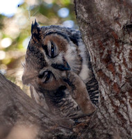 Great Horned Owl - Bubo virginianus
