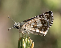 White checkered-skipper - Burnsius albescens
