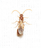Chyphotid Wasp - Chyphotes sp.