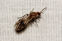 Nocturnal velvet ant - Sphaeropthalma parapenalis