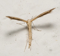 Plume moth - Lioptilodes albistriolatus