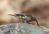 Yellow-rumped Warbler - Setophaga coronata