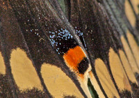 Scales covering butterfly and moth wings