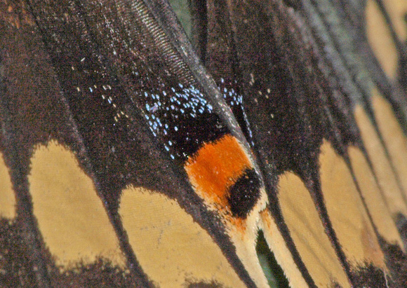 Scales covering butterfly and moth wings