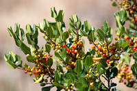 Hollyleaf Redberry - Rhamnus ilicifolia