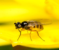 Frit fly - Family Chloropidae subfamily Oscinellinae