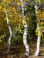 Aspen Forest on the way to Dunderberg Meadow
