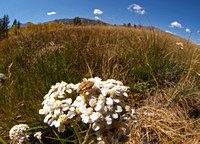 Dunderberg Meadow