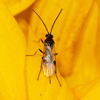 Braconid wasp 4- Unidentified sp. (Subfamily Microgastrinae)