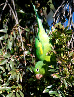 Yellow-chevroned Parakeet - Brotogeris chiriri