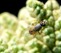 Bermudagrass Stem Maggot fly- Atherigona reversura