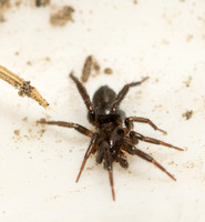 Ground spider - Zelotes sp