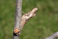 Western giant swallowtail - Heraclides rumiko
