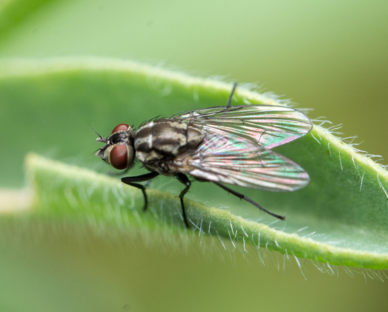 Fly - Family Muscidae (House Flies and kin)