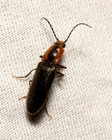 Click beetle - Athous axillaris