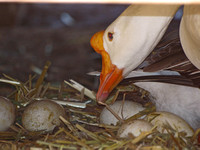 Chinese Goose - Anser cygnoides