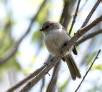 Bushtit - Psaltriparus minimus (fledgling)