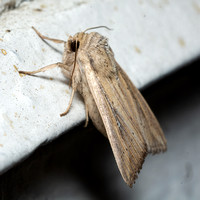 Wainscot moth - Leucania sp.