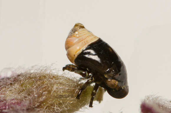 Spittle Bug - Clastoptera juniperina (nymph)