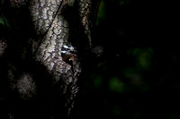 Downy Woodpecker - Dryobates pubescens