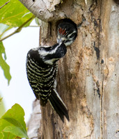 Nuttall's Woodpecker - Dryobates nuttallii