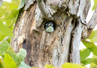 Nuttall's Woodpecker - Dryobates nuttallii