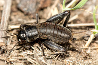 Field cricket - Gryllus sp.