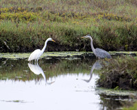 Los Cerritos Wetlands Bird Count 05-28-2015