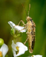 Scentless plant bug - Brachycarenus tigrinus