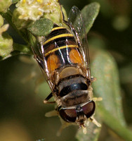 Flower fly - Palpada sp. (Palpada vinetorum and/or alhambra?)